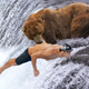 Illustration for article titled Grizzly Bear Catches Spawning Michael Phelps In Jaws